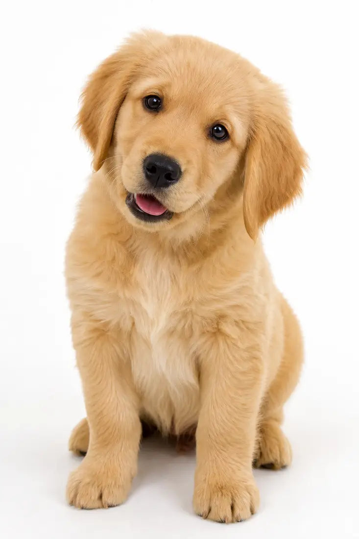 Buddy's original pet photo